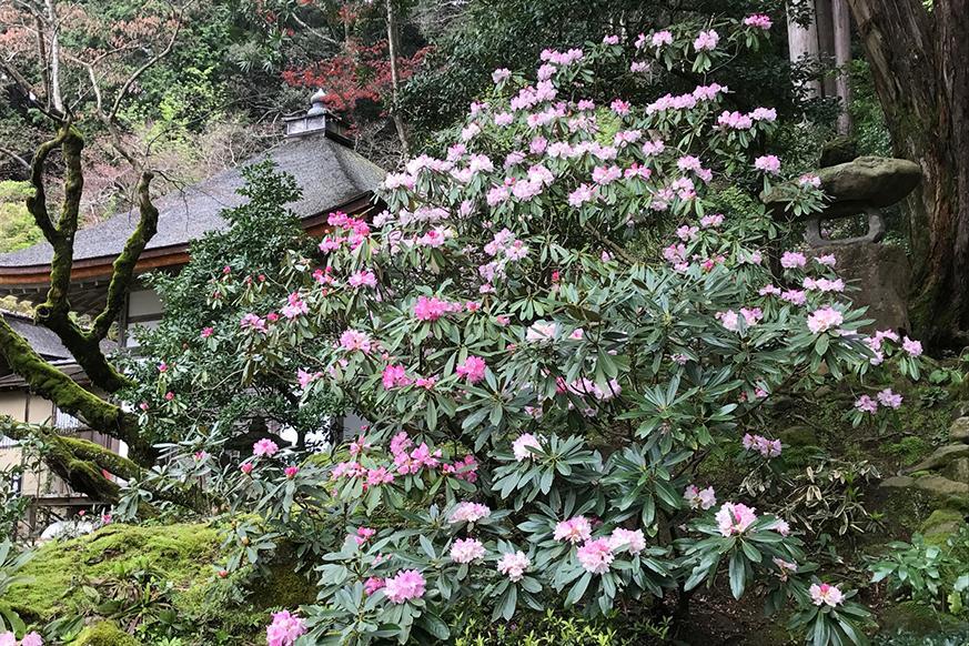 松峰山 金剛輪寺2