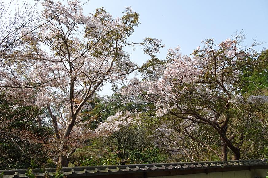 龍應山 西明寺4